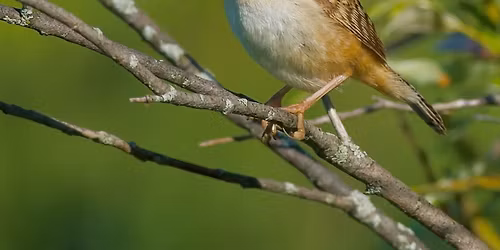 Lil' Sprouts: I Spy Birds