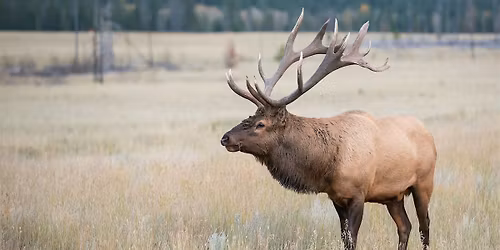 Mammals of the Southern Appalachians