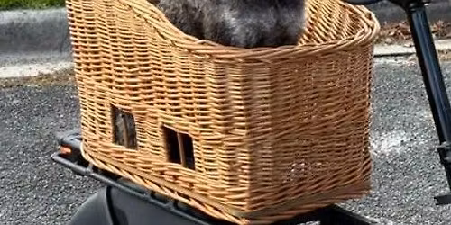 Whangarei Schnauzers Meet - Tikipunga Sport Ground