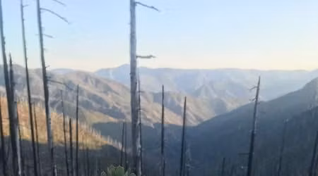 Wildflower Adventures