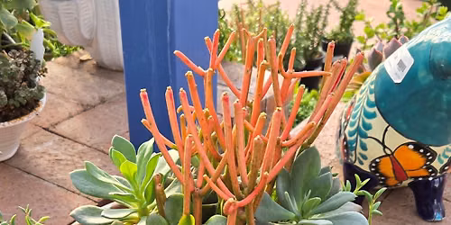Prickly & Proud