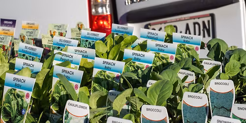 Meadows November Market