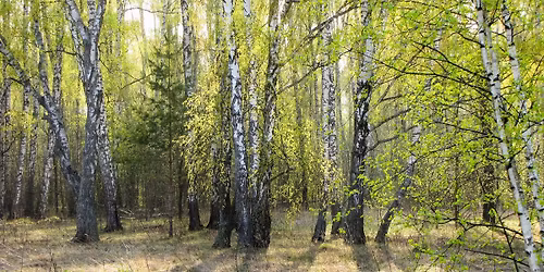 Swedish Grace - V\u00e5rkonsert med Olaus Petri Musikk\u00e5r