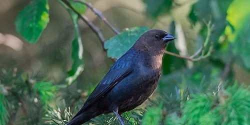 Meet the Misfits: Brown-headed Cowbird