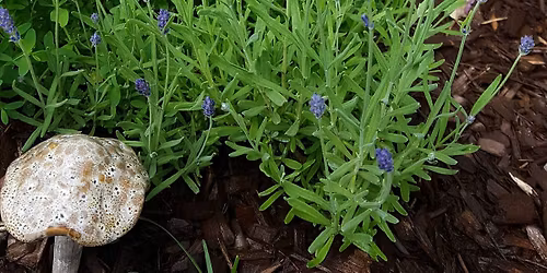 PA Herb and Garden Festival 