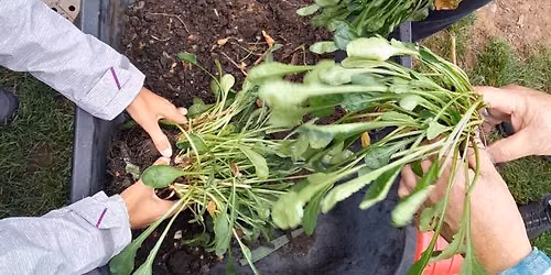 Roots to Wellbeing