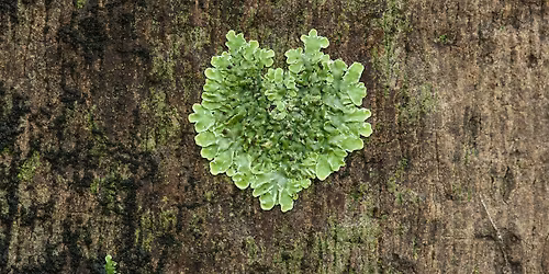 Conversations with Lichen \u2013 Bioindicators as Guides for a World in Crisis