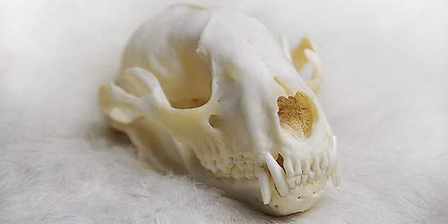 Osteological Articulation: Bone Cleaning 101
