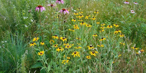 Tuesday Talks - Planting a Meadow for Wildlife: the KISS Method with Cindy Wright, KLSWD