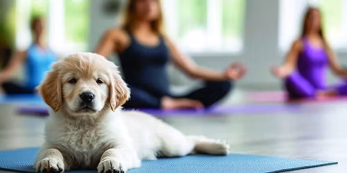 Puppy Yoga at The Field House
