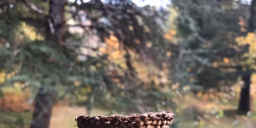 Cattail Faerie Baskets: a weaving workshop