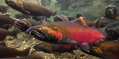 Salmon Celebration Event