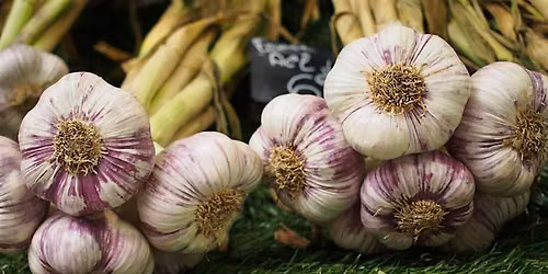 Garlic Obsession