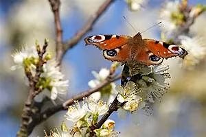 Langdon butterfly seekers