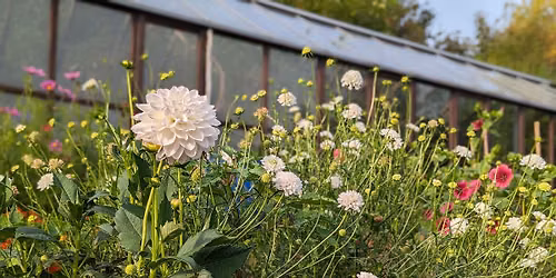 Sustainable British Blooms