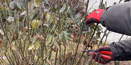 PRAXISWORKSHOP - ROSENSCHNITT UND ROSENPFLEGE