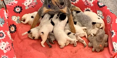 Low Cost Spay\/Neuter Clinic