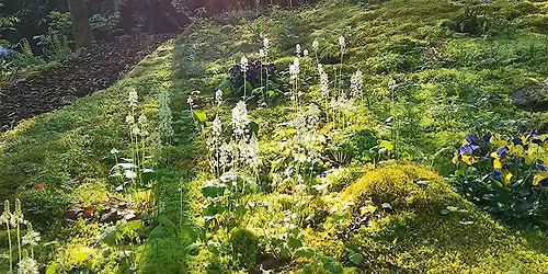 Serenity Moss Garden - Spring Flower Bloom! (Totally Free!)