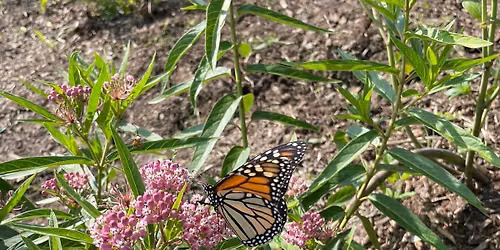 Monarch Butterfly Celebration & Release