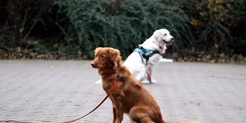 SZCZECIN: Kurs pos\u0142usze\u0144stwa dla ps\u00f3w m\u0142odych (w wieku 6-18 miesi\u0119cy)