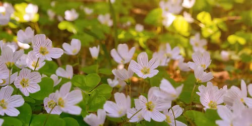World Village Festival visit