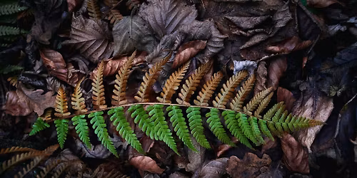 Autumn Equinox Yin Yoga With Crystal Bowls