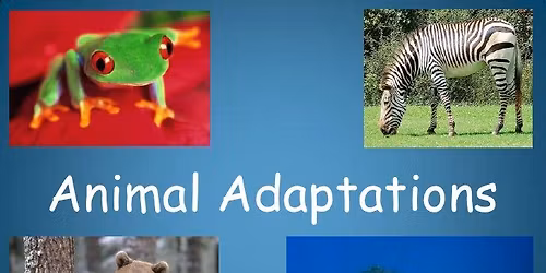 Pop-Up Science: ANIMAL ADAPTIONS!