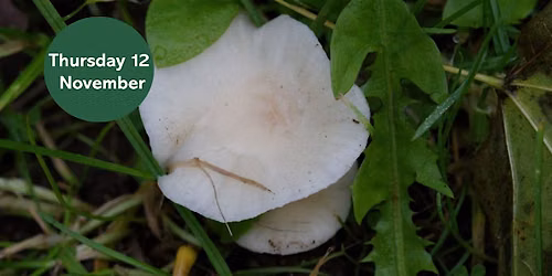 Gosforth's Wild Web: Waxcap Wander