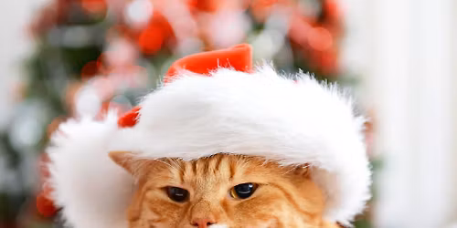 Meowy Christmas