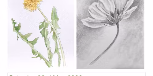 Drawing Nature - An Art Workshop for all Abilities