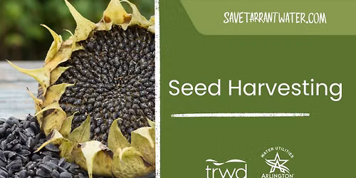 Seed Harvesting