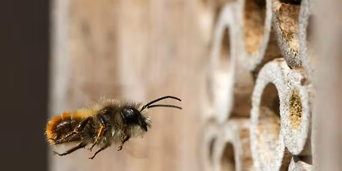 Mason Bees