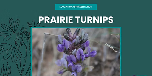 Educational Presentation: Prairie Turnips