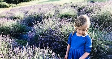 LOOKOUT LAVENDER FARM VISIT