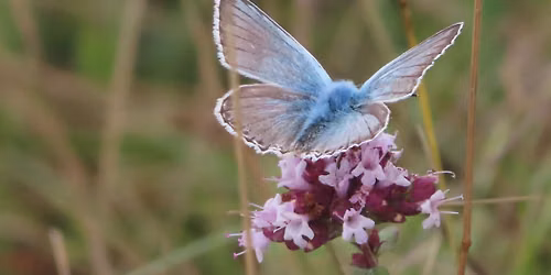 RSPB Afternoon Butterfly Walk - Denbies Hillside