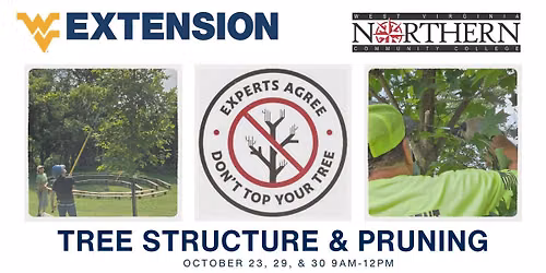 Tree Pruning Training