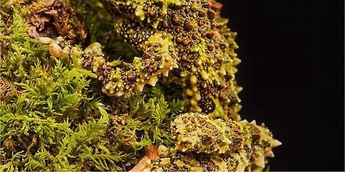 Riverbend Visits the Jupiter Branch Library - Natures Hide and Seek: The Art of Camouflage