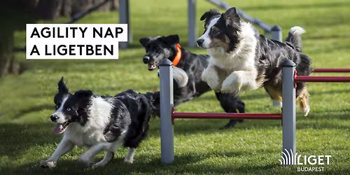 Agility nap a Ligetben