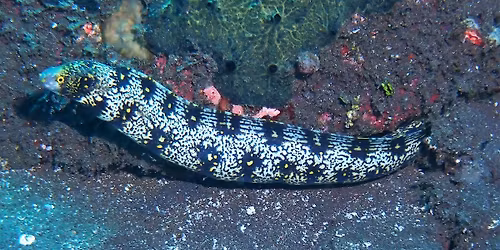 Fish Night--Tanzania