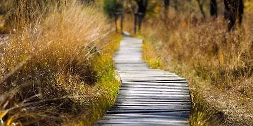 Grief Walks 
