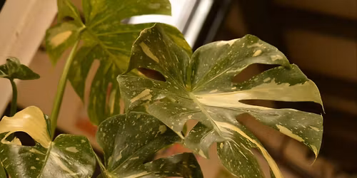 Getting Houseplants Ready for Winter – Hybrid Class