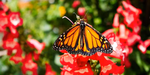 Join the Pollinator Pathway!