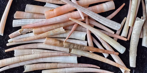 Indigenous Currencies\u2014Reading and Book Signing with Ashley Cordes