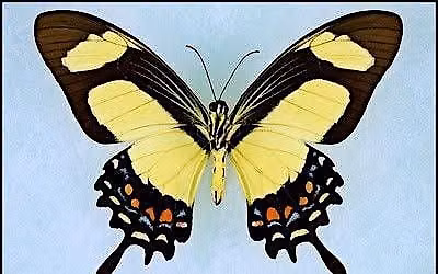 Butterfly Pinning at Two Gold Moons