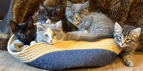 Furever friends adoption event