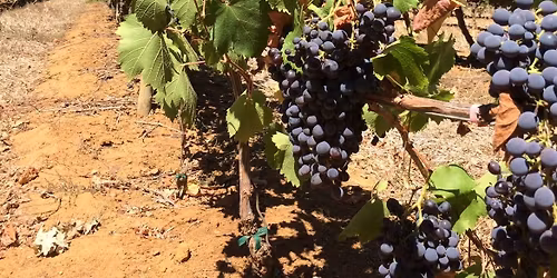 Kom i julehum\u00f8r... smagning af julevine 