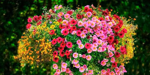 Hanging Basket Masterclass