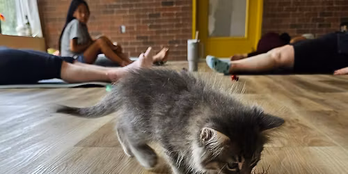 Kitten Yoga with Team Kitten at Genesis