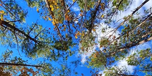 Forest Bathing
