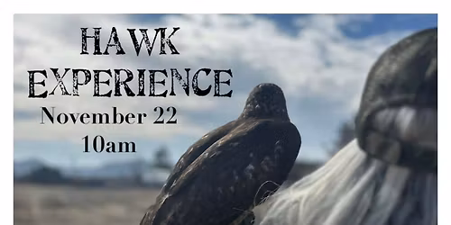 Hawk Encounter 